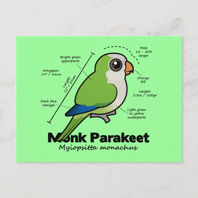 Cartão Postal Estatísticas Monk Parakeet (Frente)