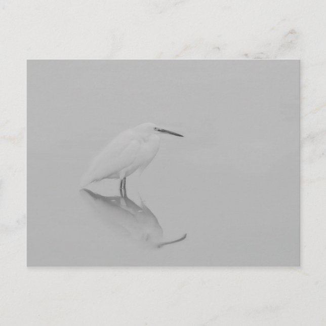 Cartão Postal Esteja ainda Egret (Frente)
