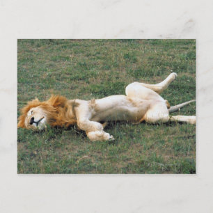 Cartão Postal Esticamento do Leão Masculino