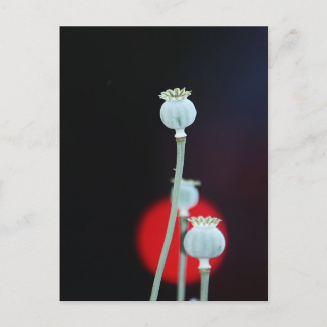 Cartão Postal Estilo Asiático de Encadaria Poppy fotografado por (Frente)