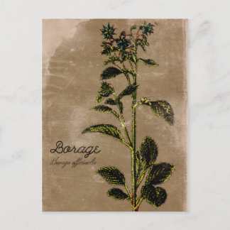Cartão Postal Estilo de Vintage Herb