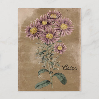 Cartão Postal Estilo de Vintagem Aster Flower