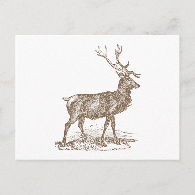 Cartão Postal Estilo Letterpress Do Buck Mule Deer (Frente)