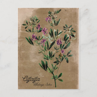 Cartão Postal Estilo Vintage Alfalfa