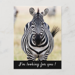 Cartão Postal Estou à tua procura, Zebra, com uma mensagem.
