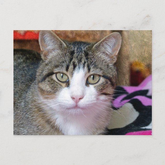 Cartão Postal Estou pensando em gato (Frente)