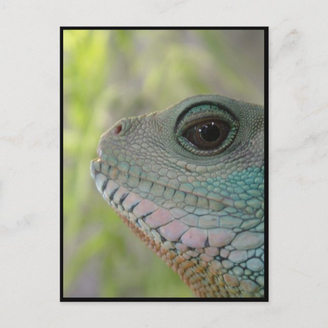 Cartão Postal Estou te observando - Cartão-postal (Frente)