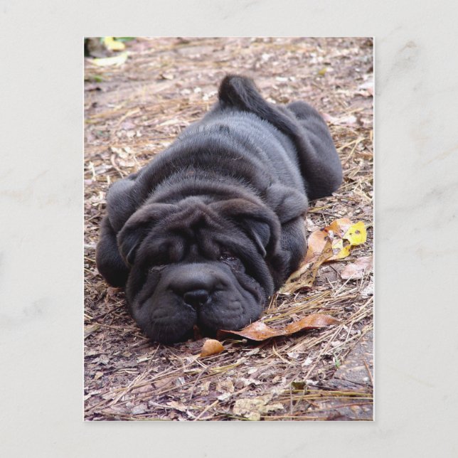 Cartão Postal Estou todo jogado fora! (Frente)