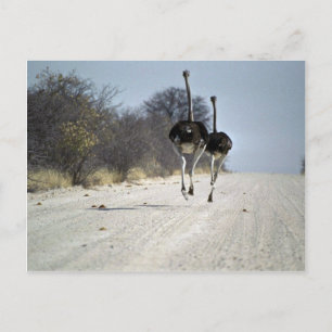 Cartão Postal Estrada de avestruz