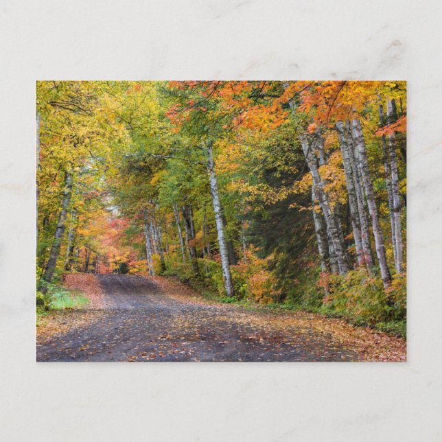 Cartão Postal Estrada de Cascalho com Folhas e Cores de Outono (Frente)