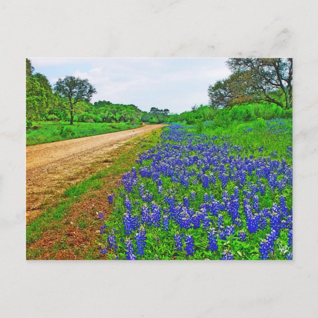 Cartão Postal Estrada de trás da Bluebonnet (Frente)