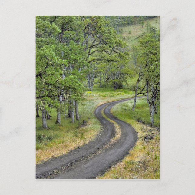 Cartão Postal Estrada rural através de árvores, Oregon (Frente)