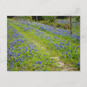 Cartão Postal Estradas de Terra