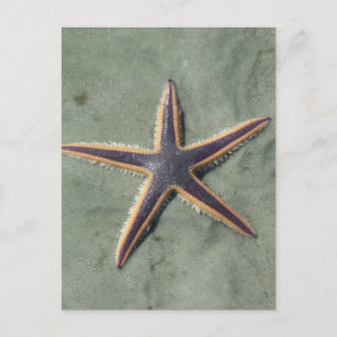 Cartão Postal Estrela de mar roxa da estrela do mar na praia