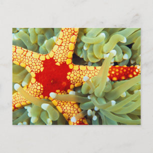 Cartão Postal Estrela-do-mar Amarela e Vermelha