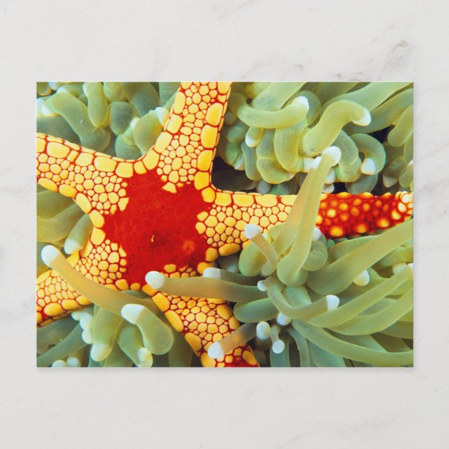 Cartão Postal Estrela-do-mar Amarela e Vermelha (Frente)