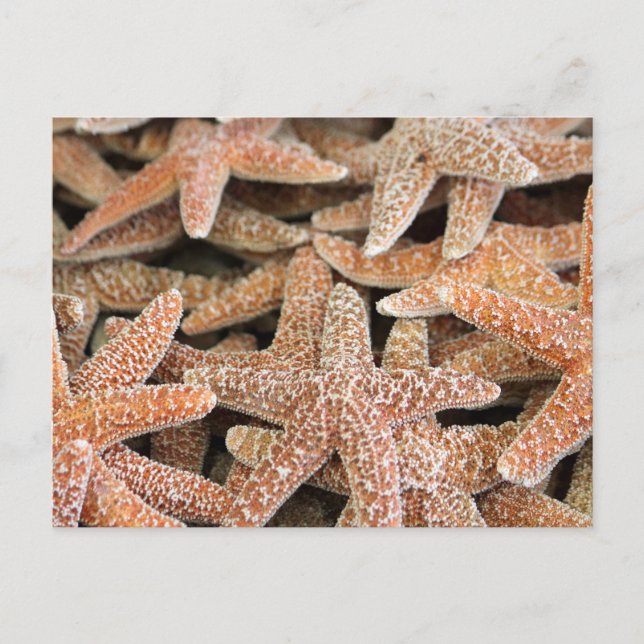 Cartão Postal Estrela do Mar de Starfish (Frente)