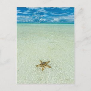 Cartão Postal Estrela-do-mar em água rasa, Palau