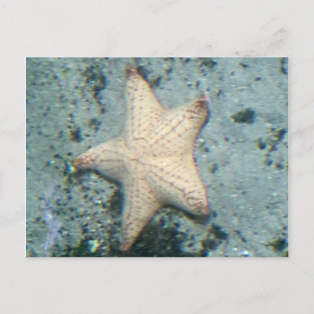 Cartão Postal Estrela-do-mar Fundo do Oceano Silêncio (Frente)