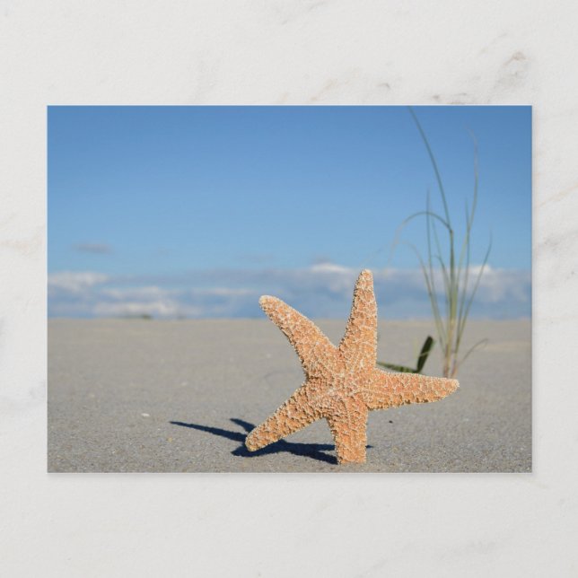 Cartão Postal Estrela do mar na praia (Frente)
