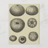 Estrela do Mar Preta e Branca