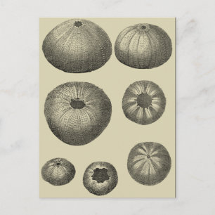 Cartão Postal Estrela do Mar Preta e Branca