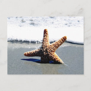 Cartão Postal Estrela-do-mar Solitária Lavada na Costa