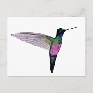 Cartão Postal Estrelabrisa de garganta azul