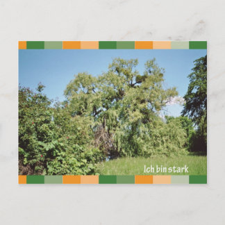 Cartão Postal Estrelas de caixa ich