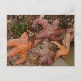 Cartão Postal Estrelas de Starfish/Sea em Cannon Beach, OR, Foto