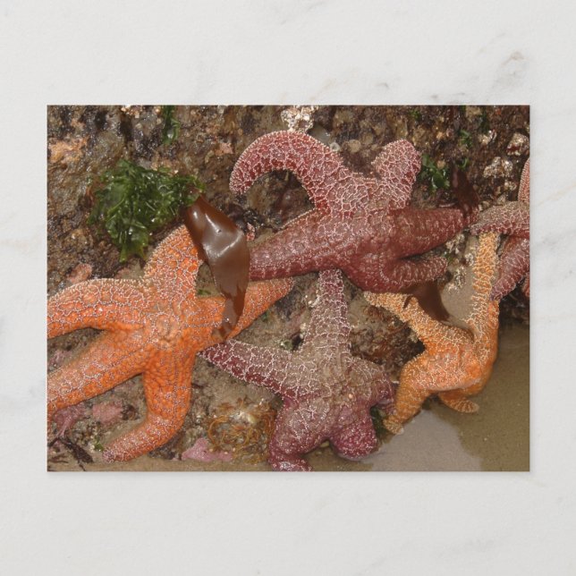 Cartão Postal Estrelas de Starfish/Sea em Cannon Beach, OR, Foto (Frente)