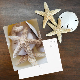 Cartão Postal Estrelas-do-mar e Dólares de Areia Fotografias de
