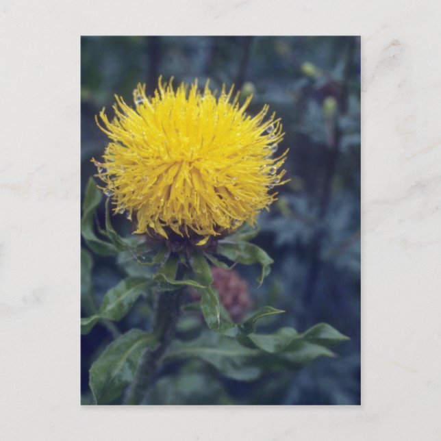 Cartão Postal estrelo amarelo, flor (Centaurea Macrophala) (Frente)