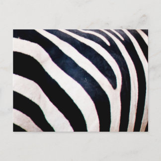 Cartão Postal Estrias de zebra