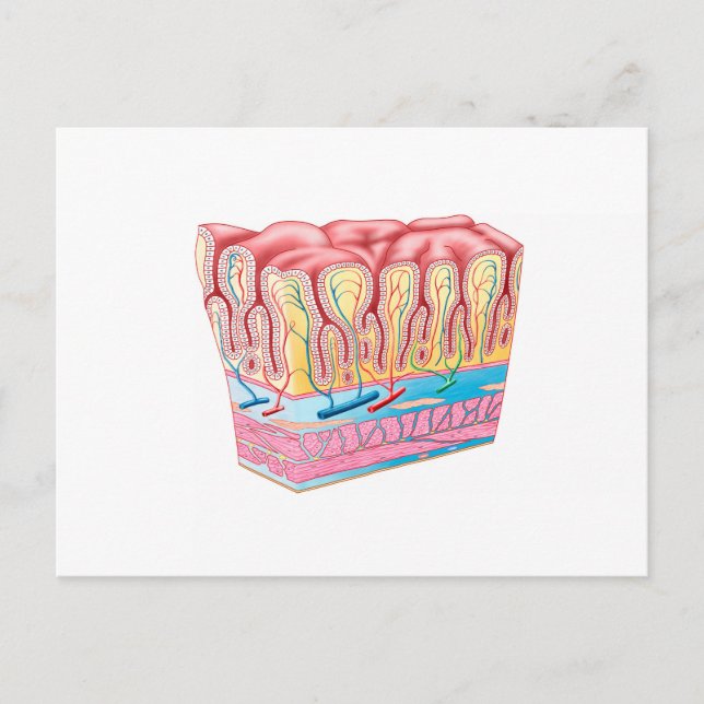 Cartão Postal Estrutura Da Anatomia E Camadas Da Parede Do Estôm (Frente)