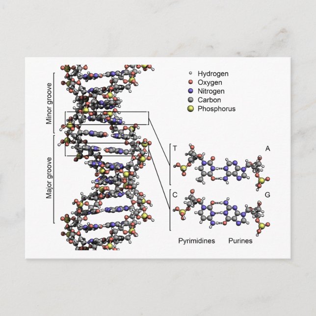 Cartão Postal Estrutura do DNA Diagrama das Bases do Ácido Desox (Frente)