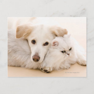 Cartão Postal Estúdio de gato e cão