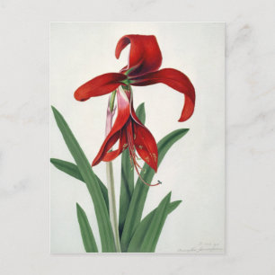 Cartão Postal Estudo da Flor,