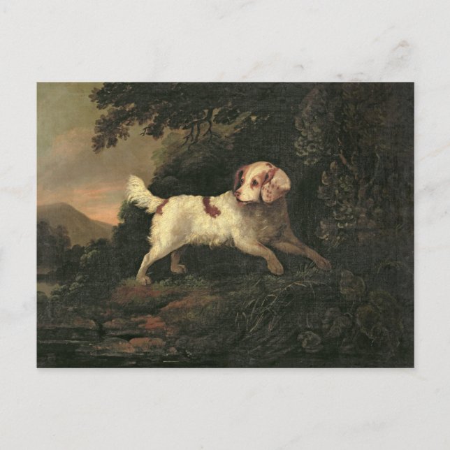 Cartão Postal Estudo de Clumber Spaniel (Frente)