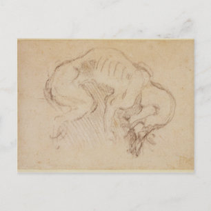 Cartão Postal Estudo de um cão