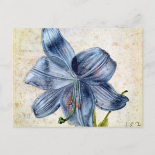Cartão Postal Estudo de um lírio, 1526