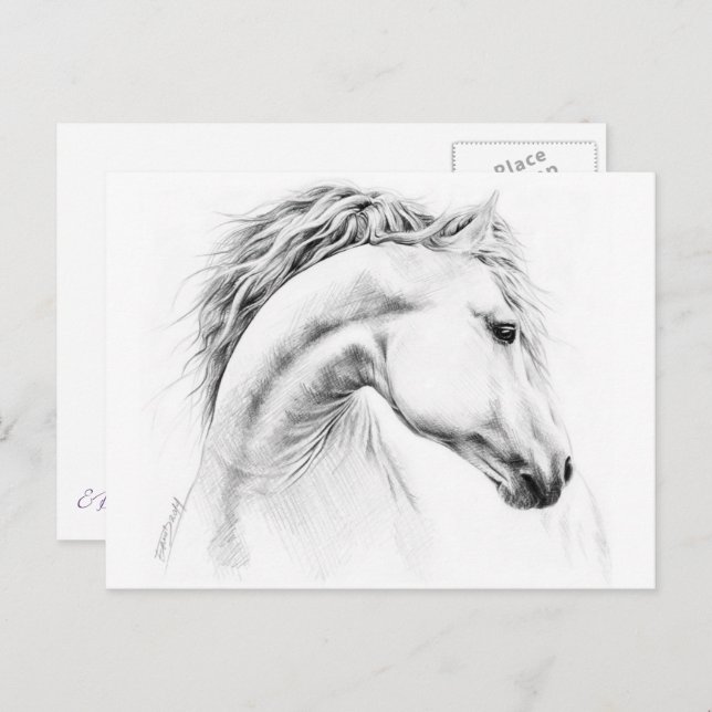 Cartão Postal Estudo-retrato de cavalos desenhando arte equestre (Frente/Verso)