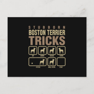Cartão Postal Estúpido Boston Terrier engana Cachorro sobre T-S