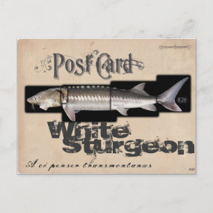 Cartão Postal Esturjão branco - Illusionador antigo