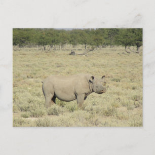 Cartão Postal etosha rhinoceros