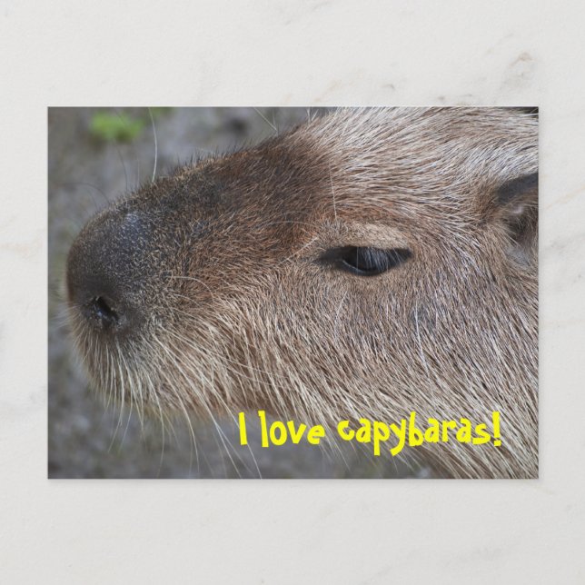 Cartão Postal Eu adoro capybaras (Frente)
