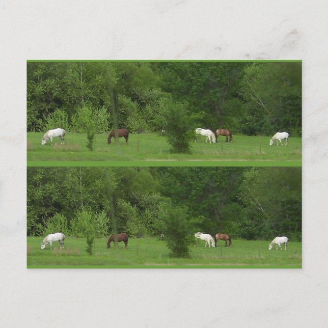 Cartão Postal Eu Adoro Cavalos! Marcadores - Personalizar! (Frente)