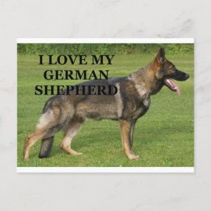 Cartão Postal Eu adoro o meu german shepherd