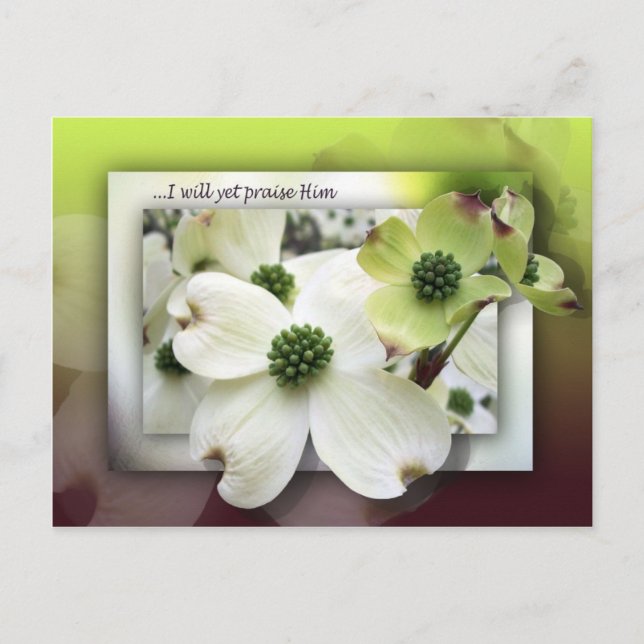 Cartão Postal Eu Ainda O Elogio (Frente)