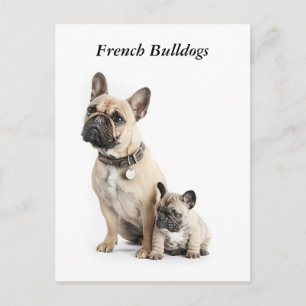 Cartão Postal Eu amo Bulls Franceses
